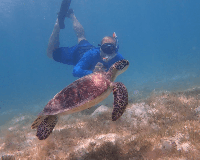 a turtle swimming under water