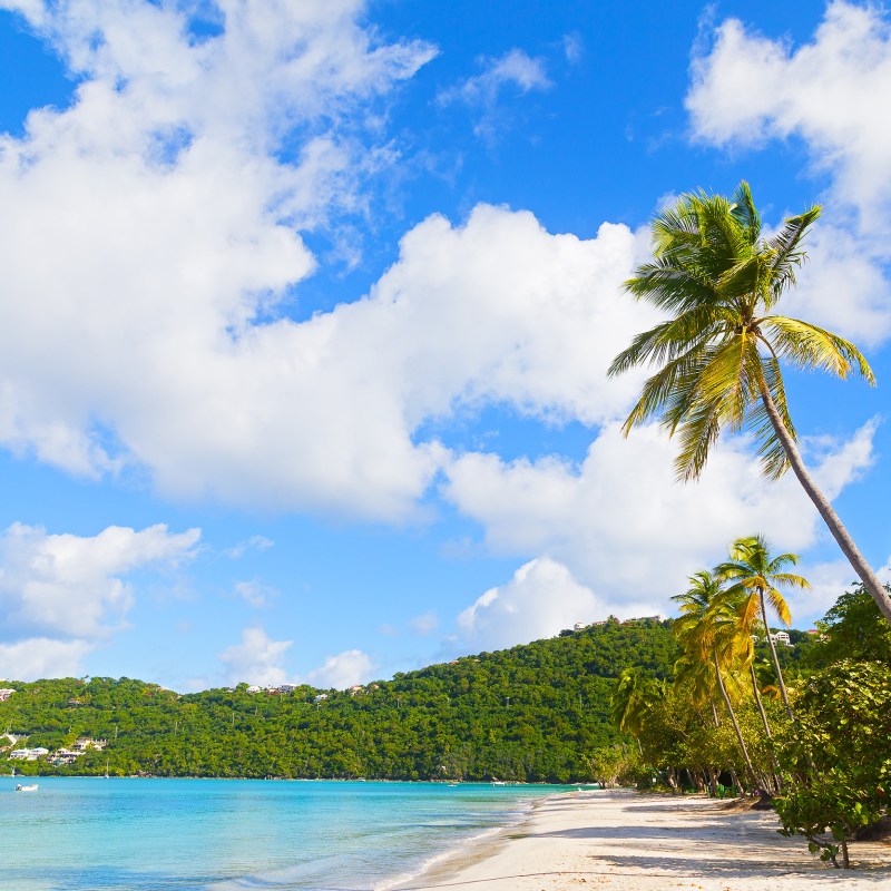 a tree next to a body of water